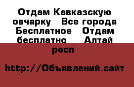 Отдам Кавказскую овчарку - Все города Бесплатное » Отдам бесплатно   . Алтай респ.